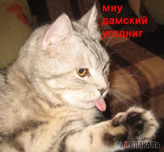 Котовторник!