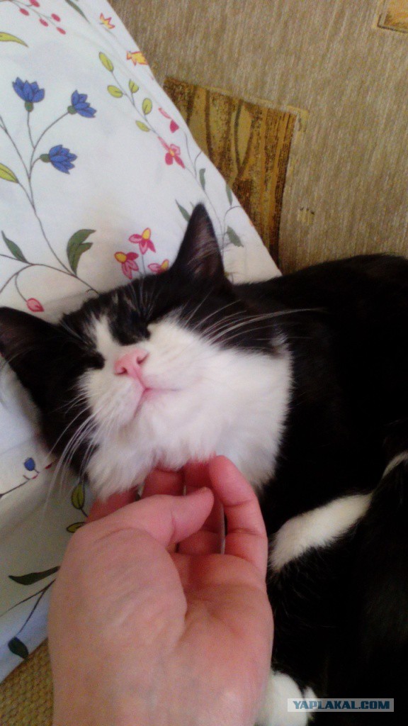 Котовторник 03.05.2016