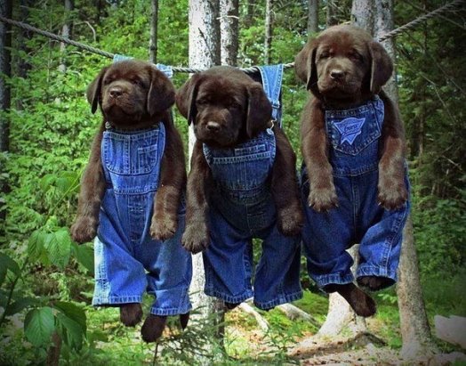 Мохнатые беспредельщики