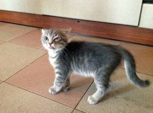 Котовторник 09.08.2016