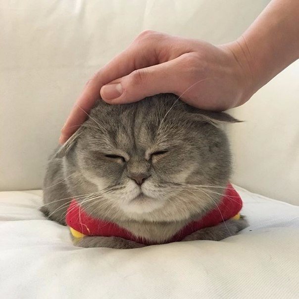 Коты из сети