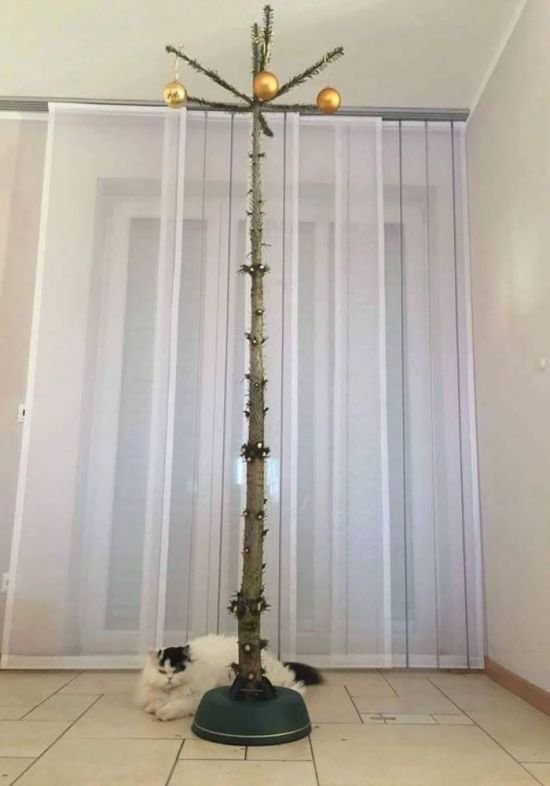 Коты из сети