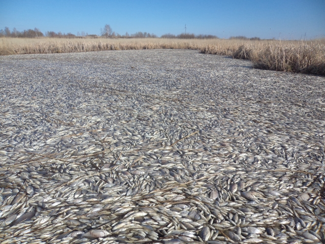 В одном из южноуральских озер погибла вся рыба
