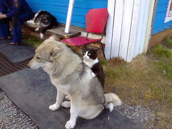 Прикольных котов пост