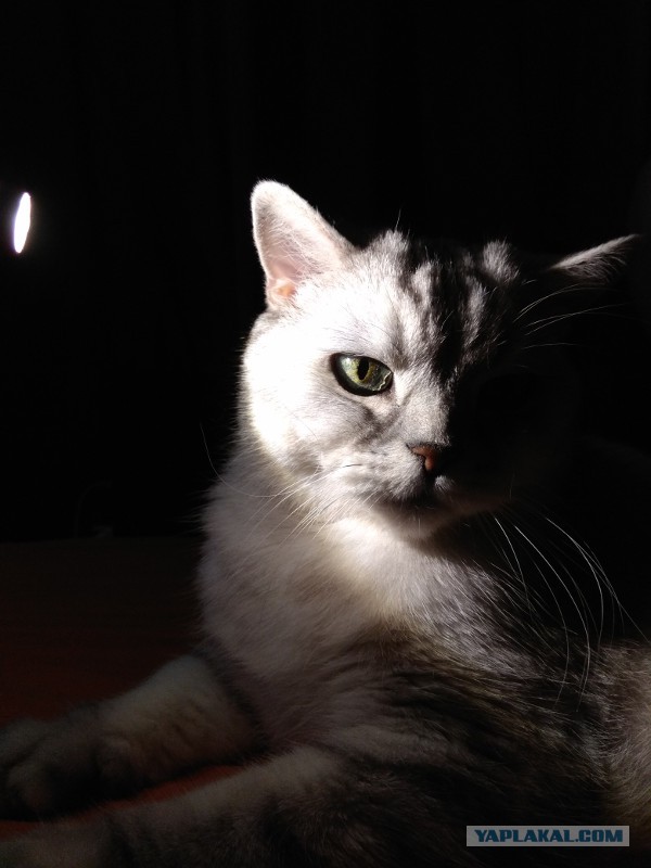 Подборка котов с лампой.