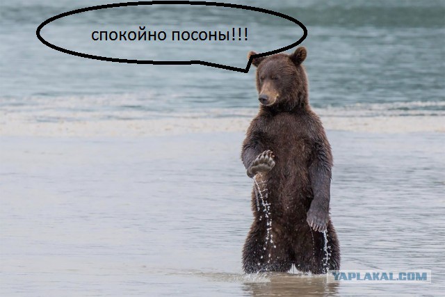 Мишка в гости заходил...