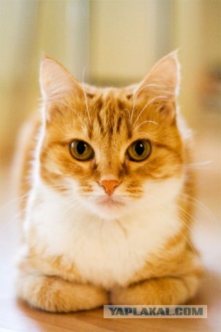 Котовторник на ЯПлакалъ (15.07.2008)