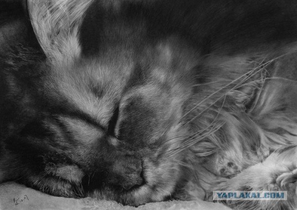 Котовторник: Кошки гаваны и другие!