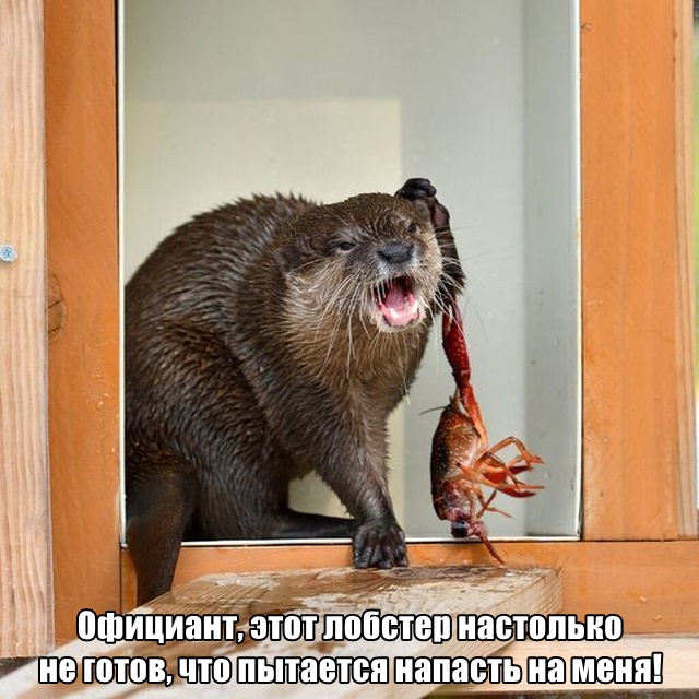 Нестандартный юмор
