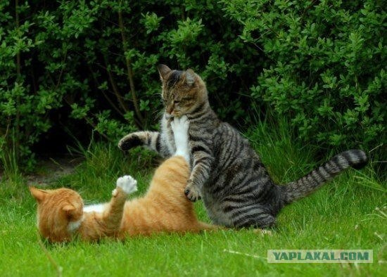 Котовторник!