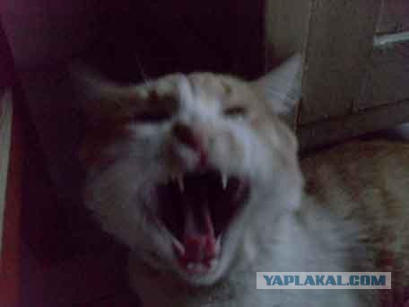 Котовторник (31.01.2012)
