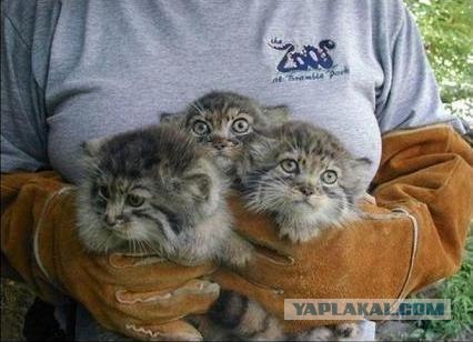 Котовторник (21.02.2012)