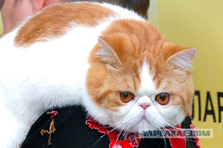Международная выставка кошек 10-11 марта 2012 г.
