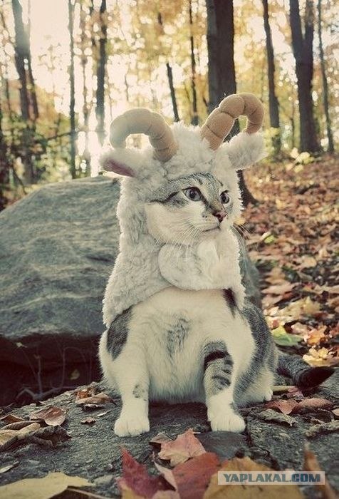 Котовторник  от 3.04.2012