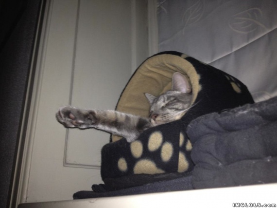 Рысь - на правах домашнего любимца