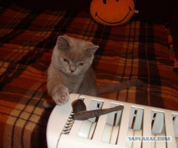 Котовторник  28.08.12