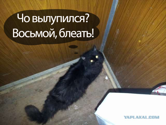 Умный кот