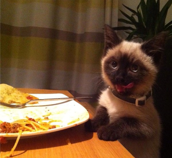 - Хозяин, сука, ты же обещал оставить...