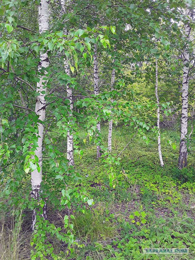 Грибные выходные