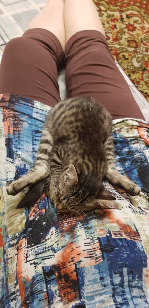 Забавные фото котеек