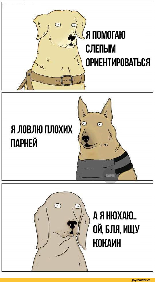 Полицейские устроили сюрприз собаке-саперу перед выходом на пенсию
