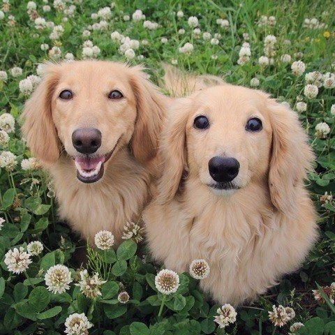 Эти забавные животные