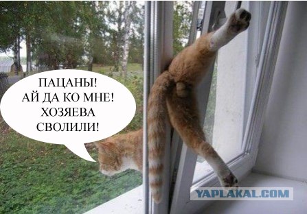 Мир глазами котов