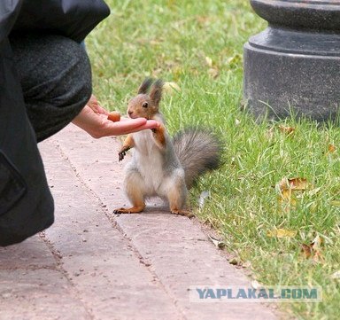 Бесстрашные белки