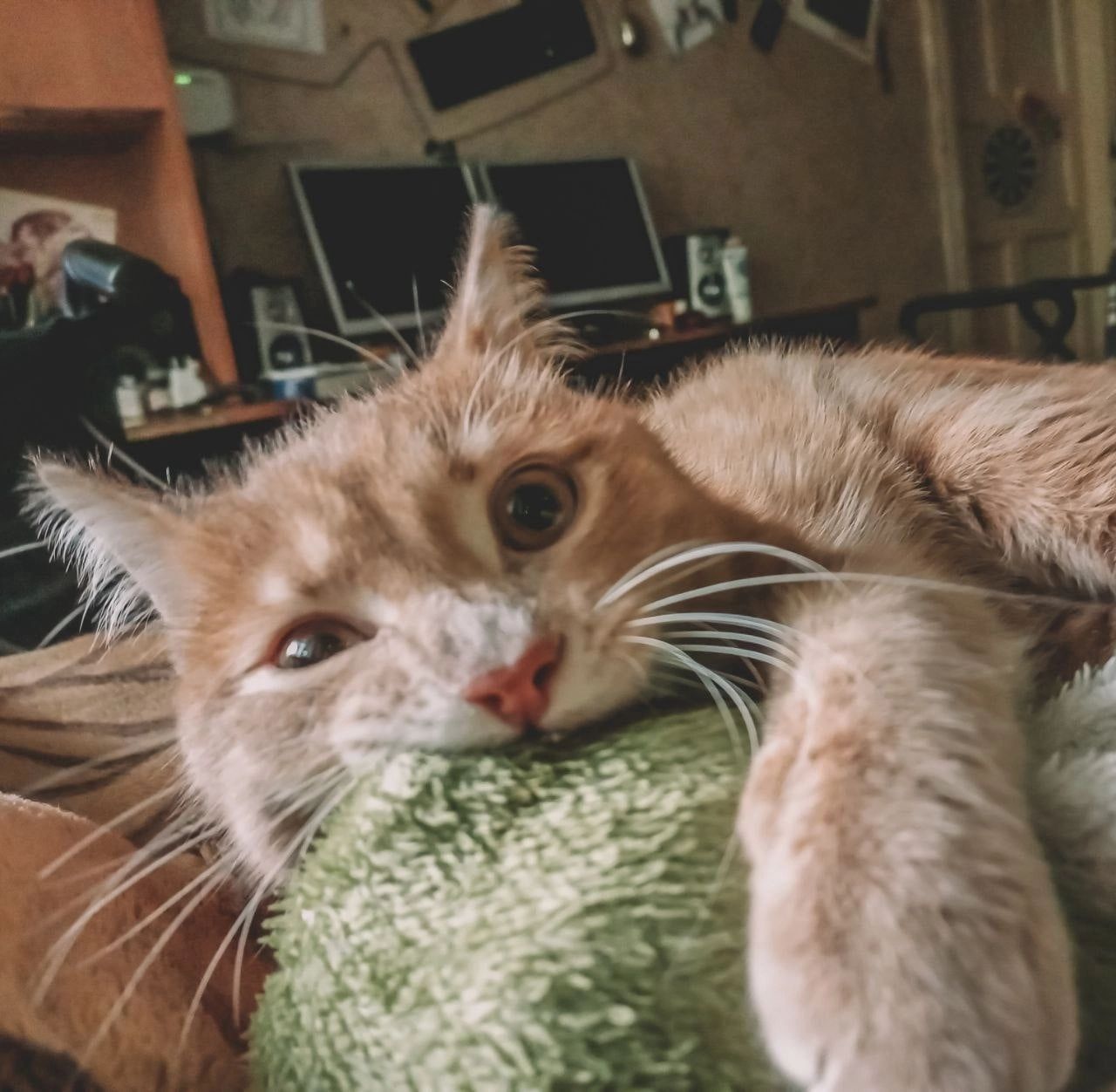 Тут кот