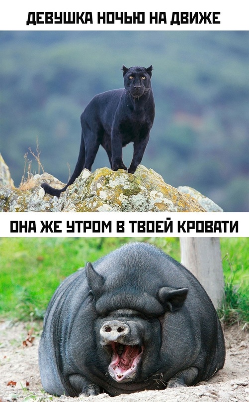 Картинки и мемы, всем хороших выходных