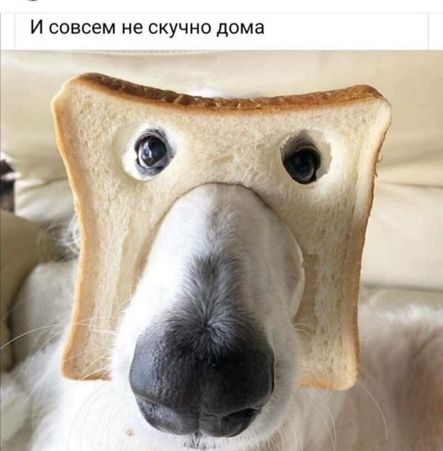 Псто с картинками