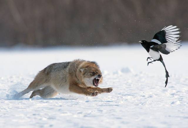 Опять волки. Зимой