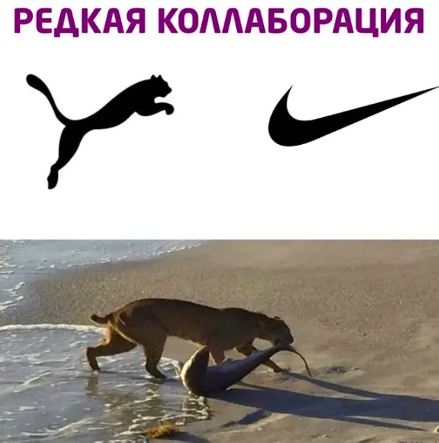 Весёлый полтишок 03.09.23
