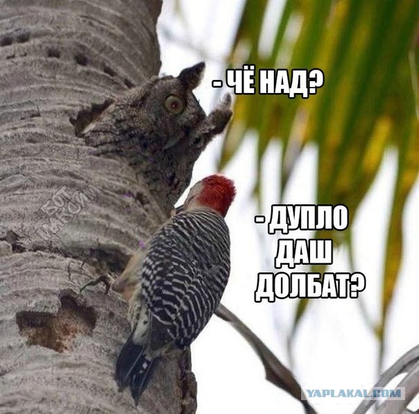 Дятел