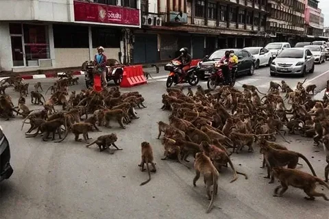 "...они чеченцев толпой гасят!"