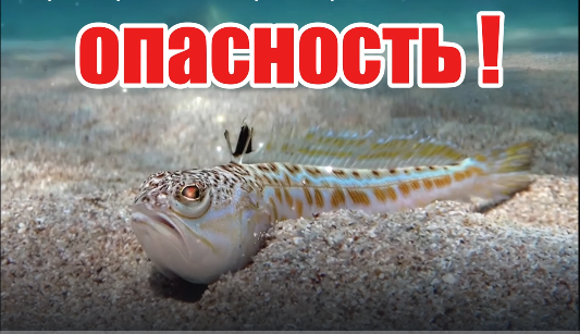 Парень привез маме ската-хвостокола и чуть не убил женщину