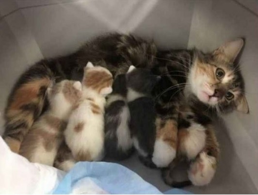 Кошки со своими котятами