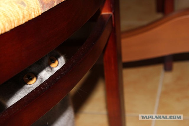 Котовторник 8.10.2013