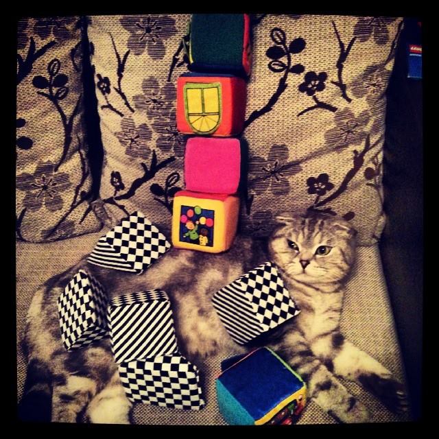 Котовторник   17.12.2013