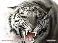 О том, как у меня не встал