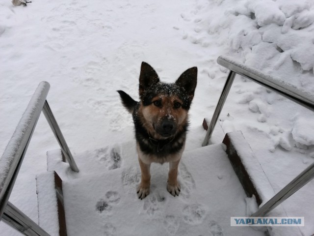 Мой малый друг Мухтар