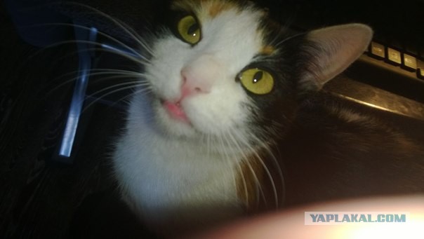 Котовторник 23.09.2014.