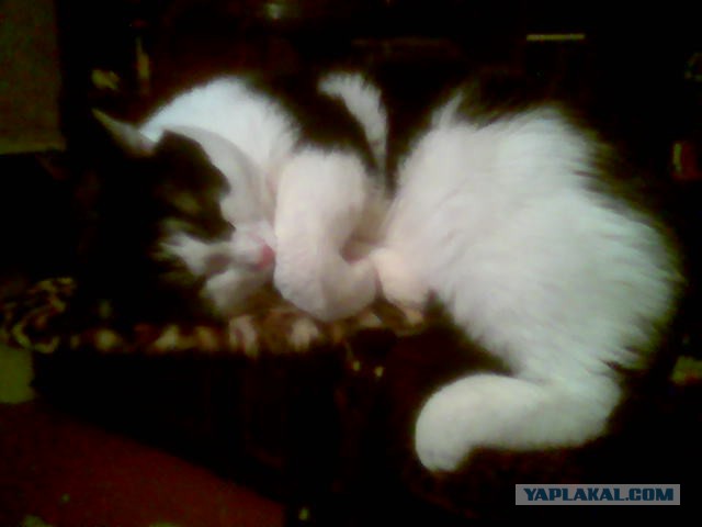 Котовторник 28.04.2015