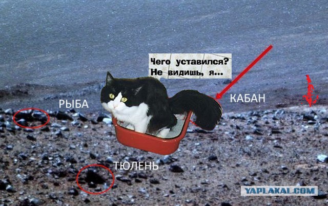 Ровер НАСА снял на Марсе животное