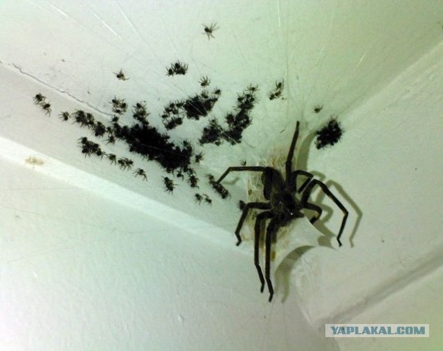 Не ходите за пауками