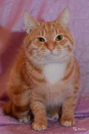 Визуализируем свои ники!