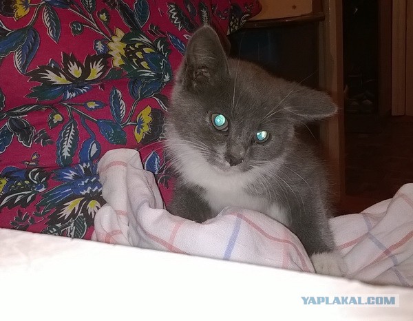 Сам пришел ко мне в универе)
