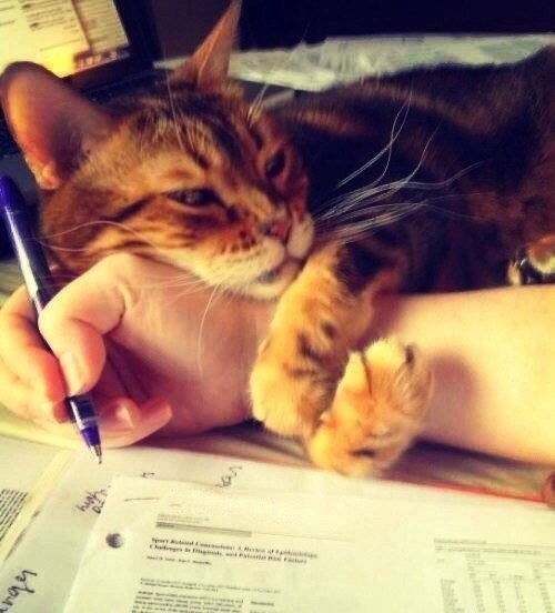Котовторник