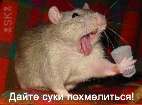 ГРЫЗУНЫ. Мыши, крысы, хомячки и т.д.