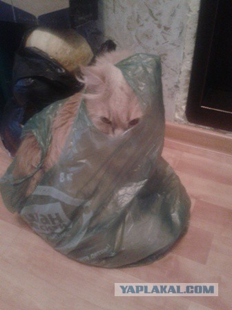 Котовторник 15.12.2015